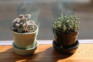 mini-potted-633702