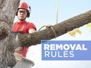Tree Removal Rules